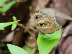 Perophthalma tullius