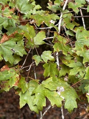 Acer floridanum