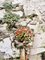 Erythricium aurantiacum