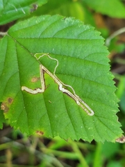 Stigmella villosella