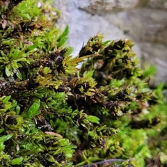 Encalypta streptocarpa