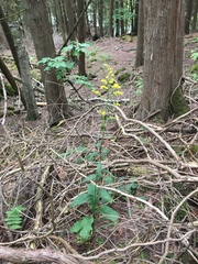 Solidago arguta arguta