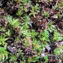 Encalypta streptocarpa