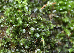 Rhizomnium punctatum
