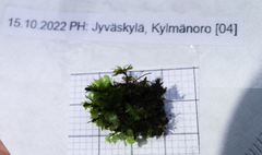 Rhizomnium punctatum