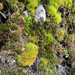 Encalypta streptocarpa