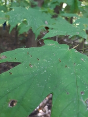 Vasates aceriscrumena