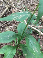 Solidago arguta arguta