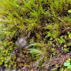 Flexitrichum gracile