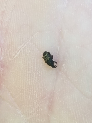 Glyptobaris lecontei
