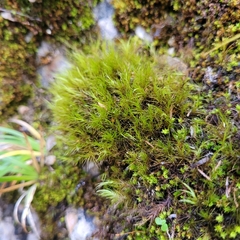 Flexitrichum gracile