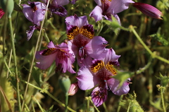 Alstroemeria magnifica magenta