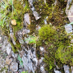 Flexitrichum gracile