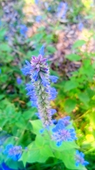 Salvia polystachia