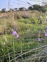 Dierama mossii
