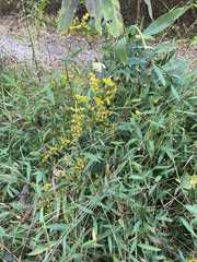 Solidago caesia