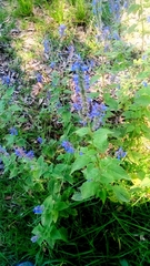 Salvia polystachia
