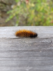 Spilosomina