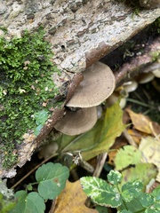 Lentinus brumalis