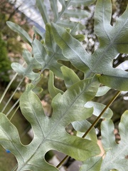 Phlebodium pseudoaureum