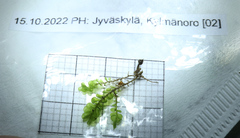 Chiloscyphus polyanthos