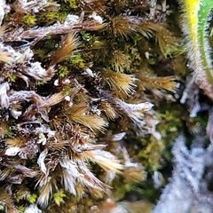 Orthothecium rufescens