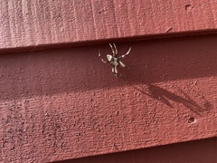 Araneus nordmanni