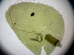 Chiloscyphus polyanthos