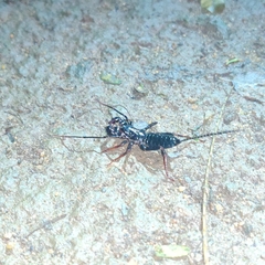 Thelyphonus