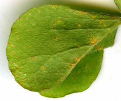 Puccinia oxalidis