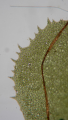 Chiloscyphus polyanthos