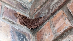 Erebus walkeri