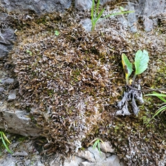 Orthothecium rufescens