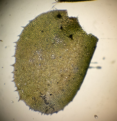 Chiloscyphus polyanthos