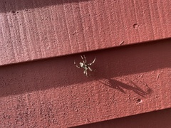 Araneus nordmanni