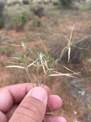 Munroa squarrosa