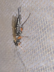 Pimpla disparis