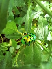 Chrysocoris stollii