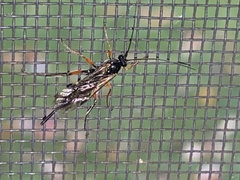 Pimpla disparis