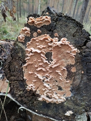 Phlebia radiata
