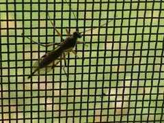 Pimpla disparis