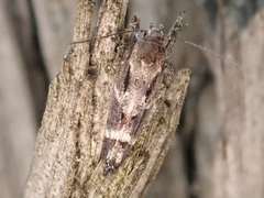 Mompha sturnipennella