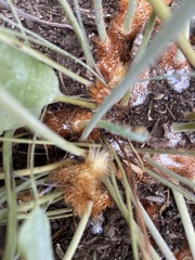 Phlebodium pseudoaureum