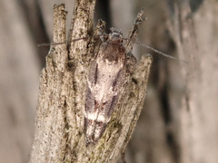 Mompha sturnipennella