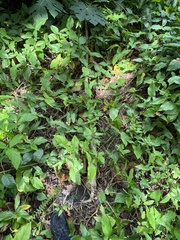 Syngonium podophyllum