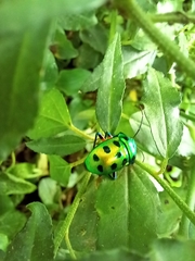 Chrysocoris stollii