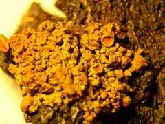 Polycauliona polycarpa