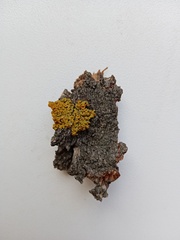 Polycauliona polycarpa