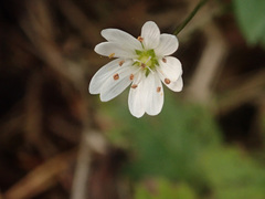 Stellaria palustris