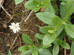 Stellaria palustris